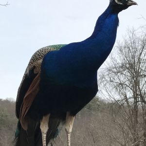 Peacock
