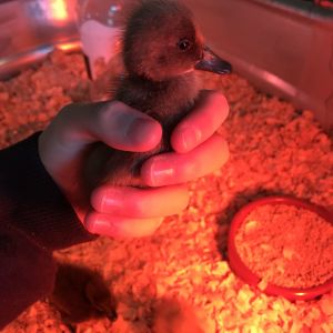 Baby indian runner duckling