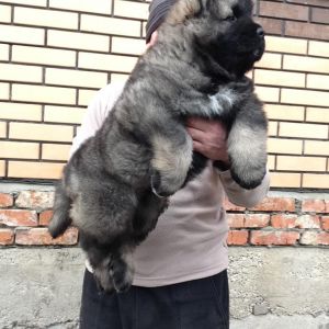 Azerbaijan Breed

Azerbaijan Mastiff