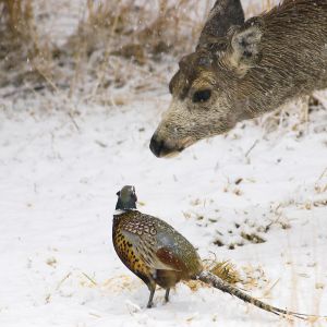 Ringneck pheasant and mule deer buck