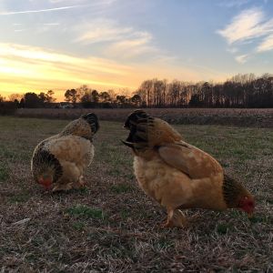 Ginger and her sister Cherokee