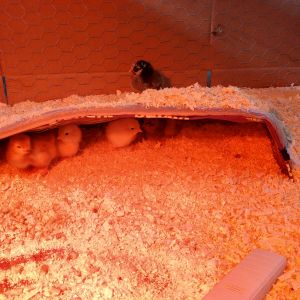 This is a heating pad that we bought wrapped in Press n Seal then clipped onto a wire dome and some duct tape. This serves as a place for the chicks to go and huddle together under the warmth. So far they seem to really like it. Spending time under the heat light and the dome. 
*If you do this idea be sure to get a heating pad that stays on all the time. 
Thanks to the others who have posted this idea with this tip :-)