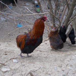 araucana rooster