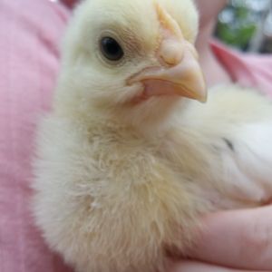 E holding a 2wk old Mottled Java chick March 2017