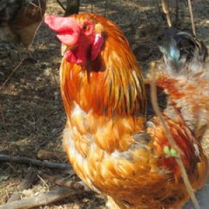 Our rooster, copper. He is a real chicken! He loves to do his warning noise and run into the coop. He is not a protective rooster!!!