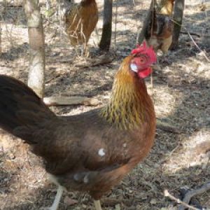 Our late chicken, pepper. A hawk attacked her, no thanks to our coward rooster. She always layed eggs, never missed a day.
