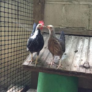 My little bantam couple