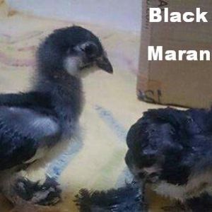 Azerbaijan Breeds

Marand 

black Azerbaijan