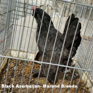 Azerbaijan Breeds

Marand 

black Azerbaijan
