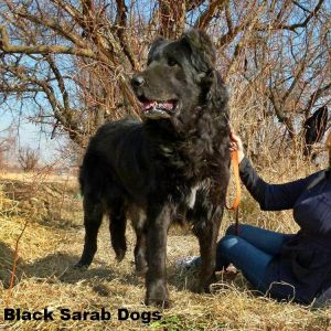 Sarab 

Azerbaijan Breeds

Azerbaijan Mastiff