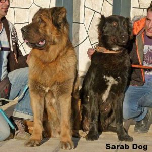 Sarab 

Azerbaijan Breeds

Azerbaijan Mastiff