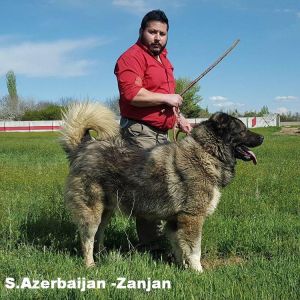 Azerbaijan Dog Breeds

Azerbaijan Breeds

Azerbaijan Mastiff