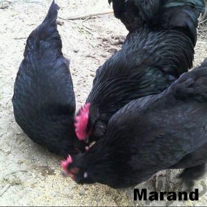 Azerbaijan Breeds

Azerbaijan Blacks