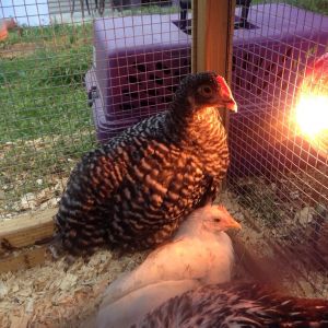 Barred Plymouth Rock and White Leghorn and partial pic of Silver Wyandotte