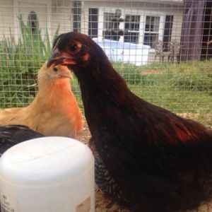 Black Ameraucana and Buff Orpington