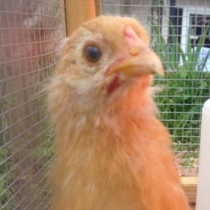 Buff Orpington