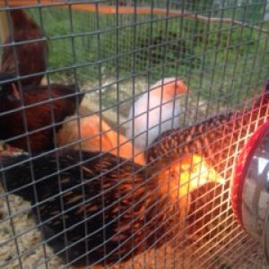 Mixed flock of 8  
Closest to camera is the Gold Laced Wyandotte