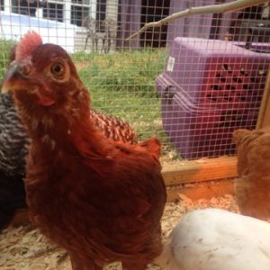 Rhode Island Red