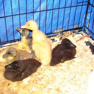 6 Ducks cuz we don't have enough animals. We are  blessed!