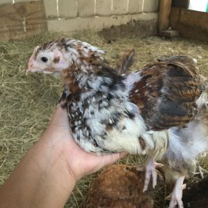 I also have this other jubilee orpington chick that I need y'alls help to find out what gender