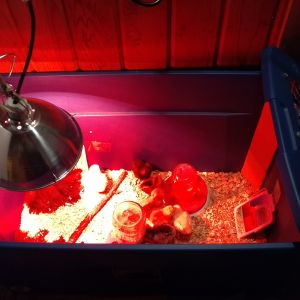 My brooder all set up with the chicks in it.