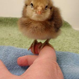 Ameraucana (I think I'm going to call her Cheeks).  She looks so proud of herself.