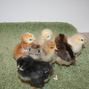 All 7 of them.