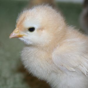 Buff Orpington