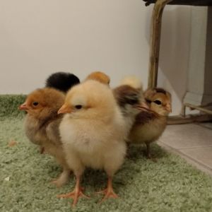 They still haven't set a pecking order yet, kinda looks like this Buff Orpington is the front runner.  She actually charged at the camera  a couple times.