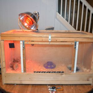This is my makeshift brooder. This is actually my old bearded dragon tank that I made. It has stone tile flooring and wire mesh lid. I have since moved the heat lamp in order to best deliver the appropriate temperature to the tank. The entire lid and the center of the front open up for access for cleaning and feeding.