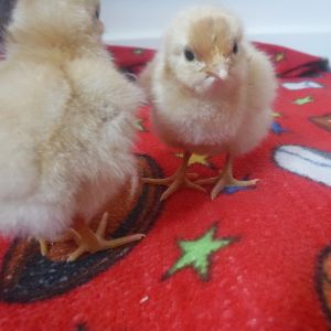 Chicks are here!!!