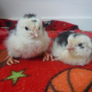 chicks are here!!!