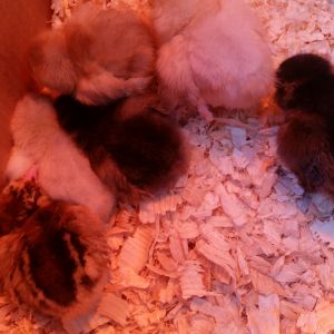 6 Ameraucana girls nestled in their brooder