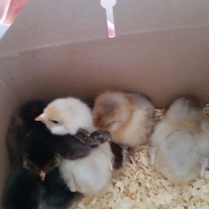 When they first came home in their box
