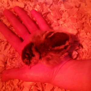 She fell asleep in my palm and refused to move. It was a crime to move my hand.