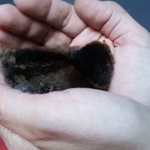 Maeve in my mom's hands