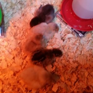 You've heard about keeping your ducks in a row, the same applies to chicks.