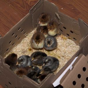 Speckled Sussex and Cream Legbar chicks