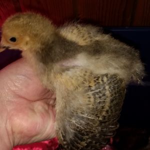 Brahma showing off her wings