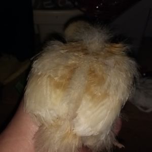 My second Buff Orpington. She's feathered out the most and is ornery. So far she's running the brooder box.