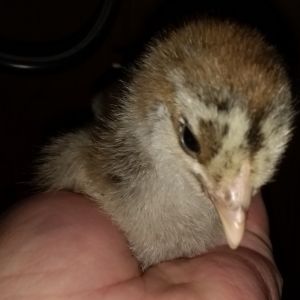 Brahma with her speckled face.
