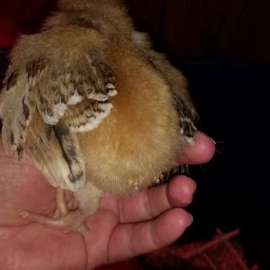 Sagitta with her pretty wing feathers