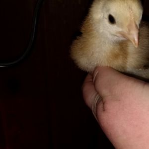 My sagitta. I know nothing of what to expect from her but she likes to cool in my hand