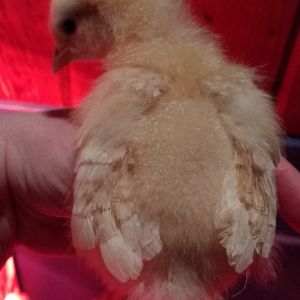 My first Buff Orpington. She's smaller than the other one I've got but pretty kicked back