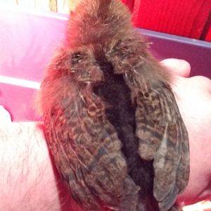 Cheeks showing off her feathers