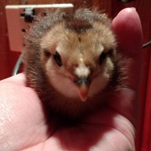 Cheeks, my Ameraucana