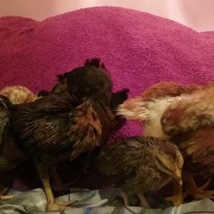 3 weeks old