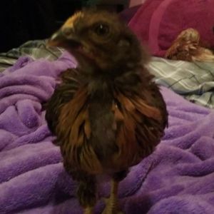 3 weeks old