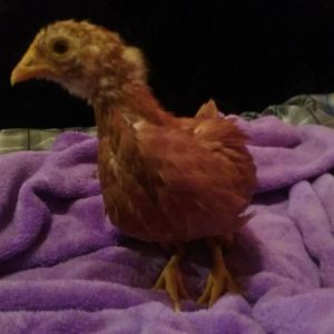 3 weeks old should be called the ugly duckling