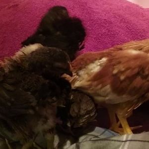 3 weeks old 2017